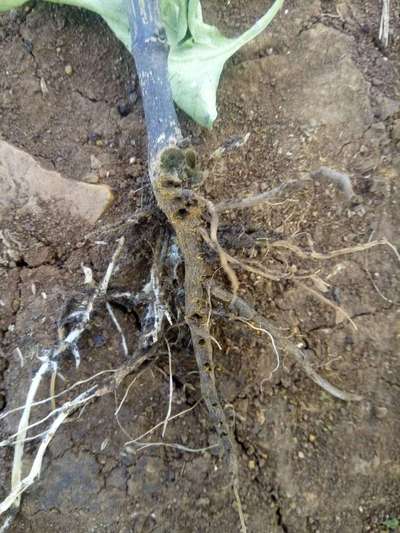 Stem Rot - Capsicum & Chilli