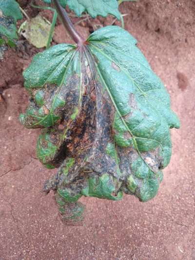 Leaf Spot of Okra - Okra