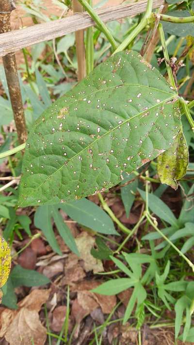 Cercospora Leaf Spot of Legumes - Bean