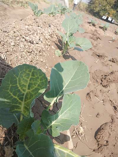 Sulfur Deficiency - Cabbage