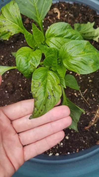 Septoria Leaf Spot - Capsicum & Chilli