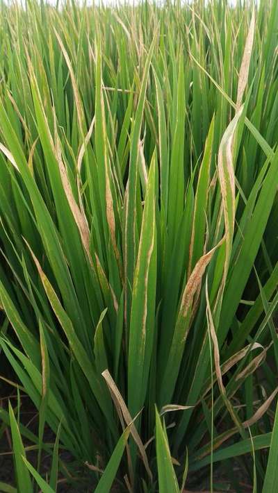 Bacterial Blight of Rice - Rice