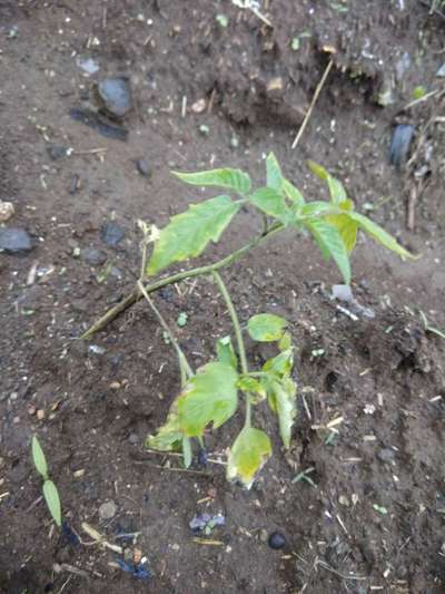 Potassium Deficiency - Tomato