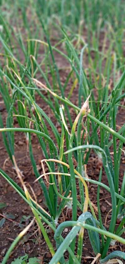 Botrytis Leaf Blight - Onion