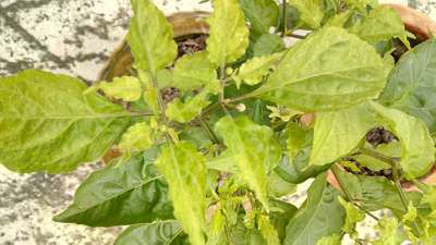 Calcium Deficiency - Capsicum & Chilli