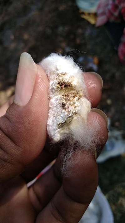 Pink Bollworm - Cotton