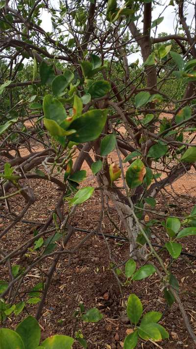 Mango Dieback Disease - Citrus