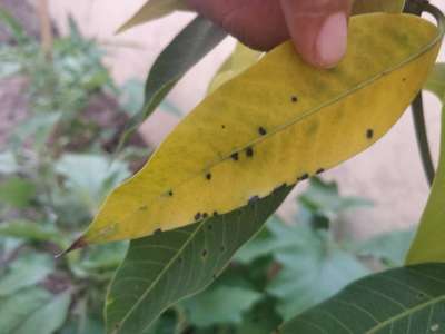 Bacterial Black Spot of Mango - Mango