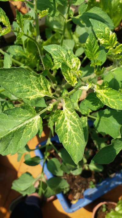 Sulfur Deficiency - Tomato