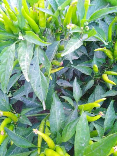 Powdery Mildew of Pepper - Capsicum & Chilli