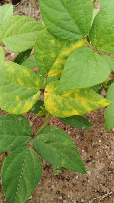 Leaf Variegation - Black & Green Gram