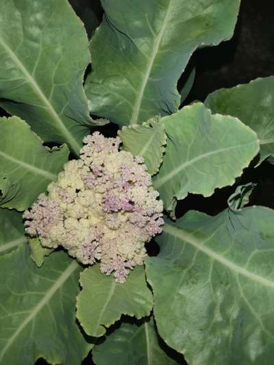 Boron Deficiency - Cauliflower