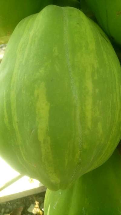 Leaf Variegation - Brinjal