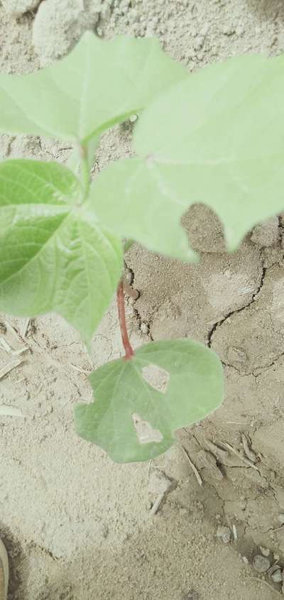 Flea Beetles - Cotton