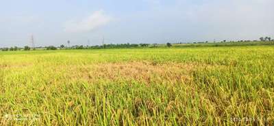 Brown Planthopper - Rice