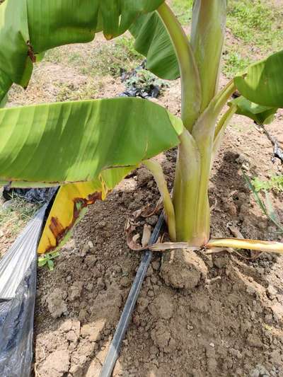 Potassium Deficiency - Banana