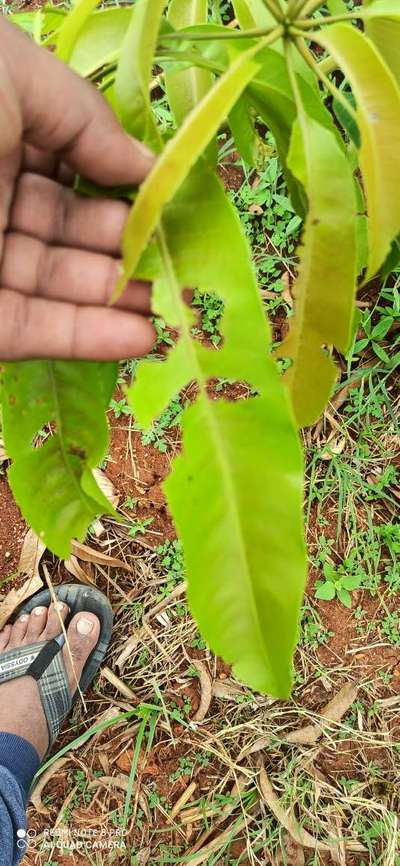 Tobacco Caterpillar - Mango