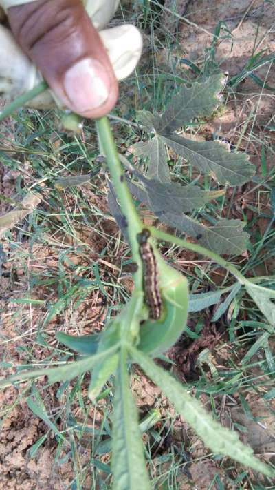 Tobacco Caterpillar - Okra