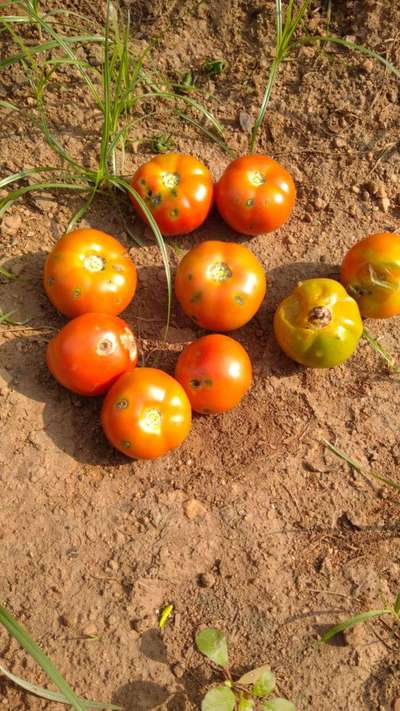 Bacterial Spot and Speck of Tomato - Tomato