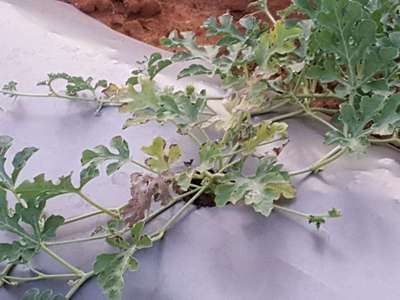 Downy Mildew of Cucurbits - Melon