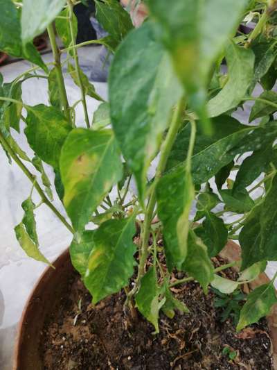 Blight of Pepper - Capsicum & Chilli