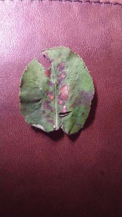 Anthracnose of Apple - Apple