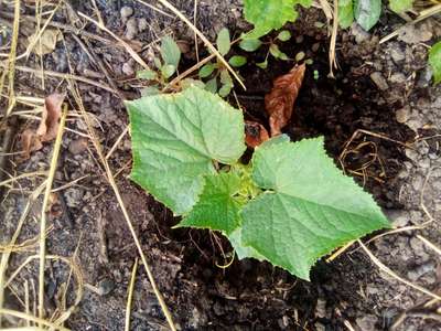 Cucumber Beetle - Cucumber