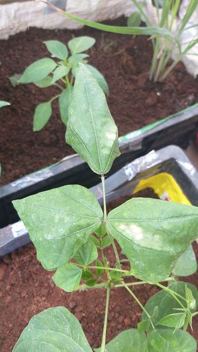 Broad Mite - Bean