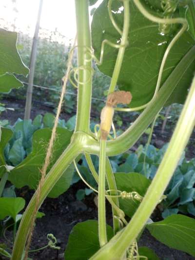 Calcium Deficiency - Pumpkin