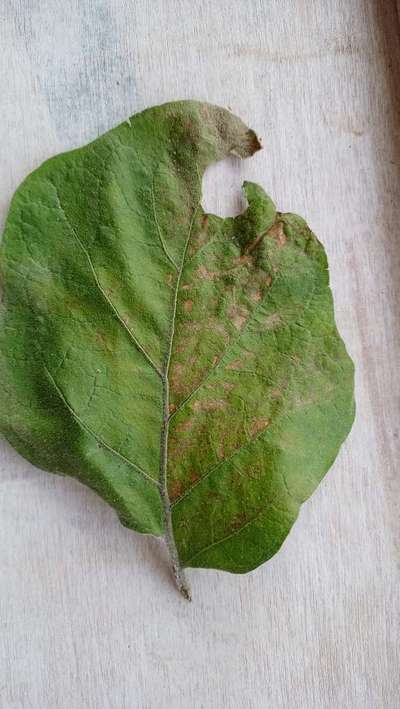 Pesticide Burn - Brinjal