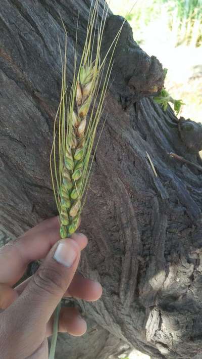 Karnal Bunt of Wheat - Wheat