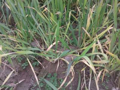 Iron Toxicity in Rice - Wheat