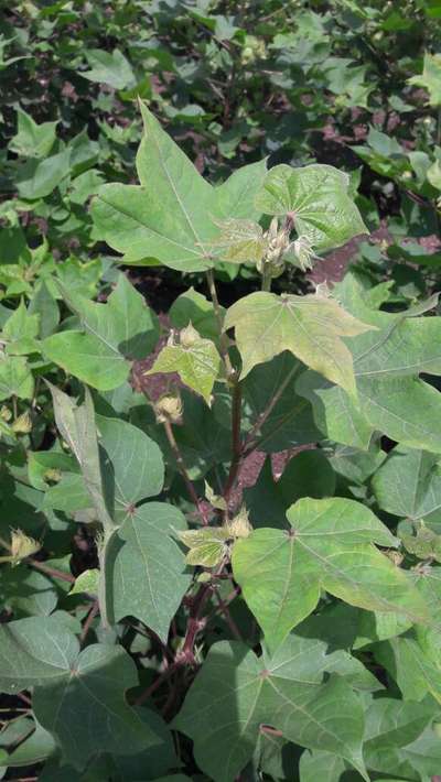 Spider Mites - Cotton