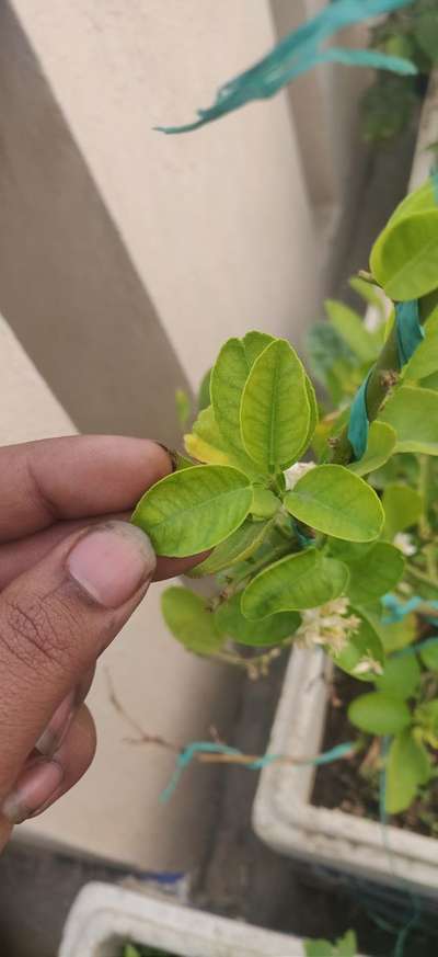 Spider Mites - Citrus