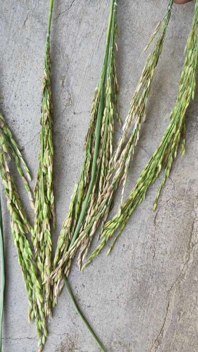 Bacterial Panicle Blight - Rice