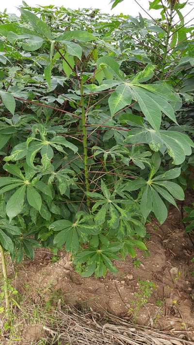 Cassava Mosaic Disease - Cassava