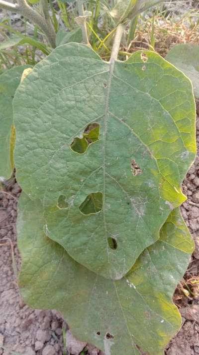 Flea Beetles - Brinjal