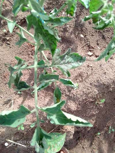 Leaf Curl in Tomato - Tomato