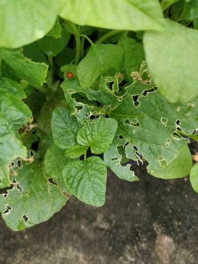 Red Pumpkin Beetle - Cucumber