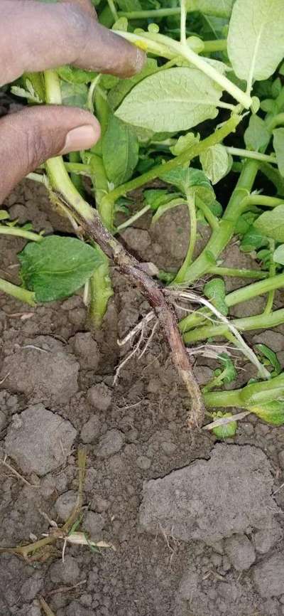 Blackleg of Potato - Potato