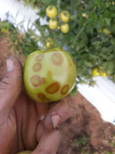 Vírus do Bronzeamento do Tomateiro / Complexo Vira-Cabeça-do- Tomateiro - Tomate