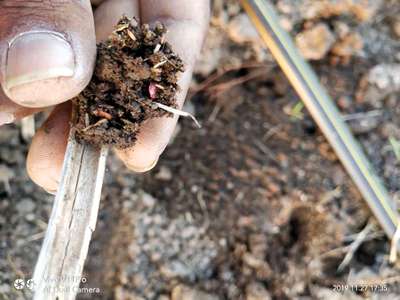 Damping-Off of Seedlings - Tomato