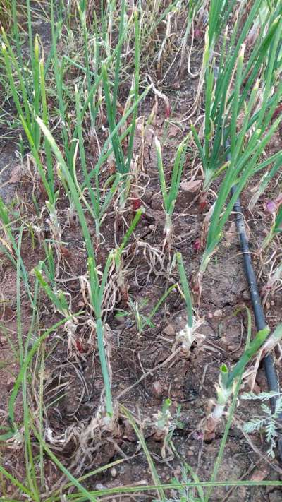 Tobacco Caterpillar - Onion