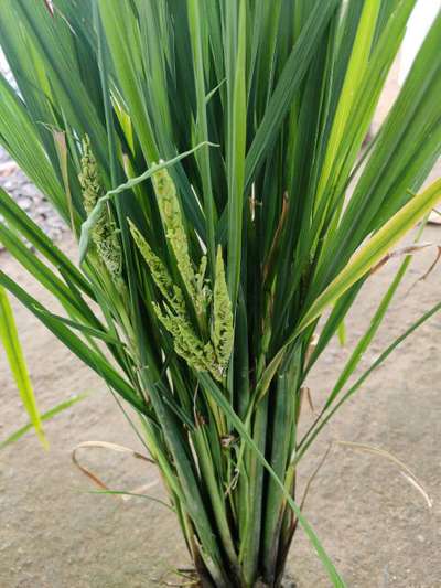 Boron Deficiency - Rice