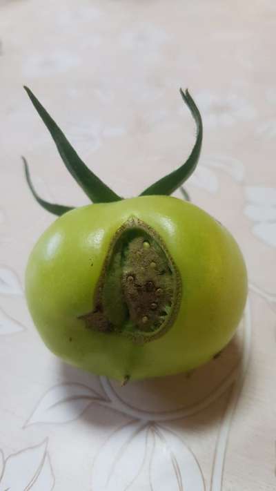 Tomato Catface - Tomato