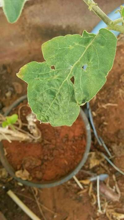 Flea Beetles - Brinjal