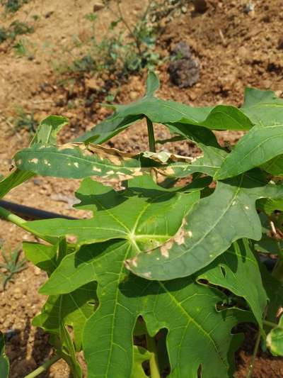 Potassium Deficiency - Papaya