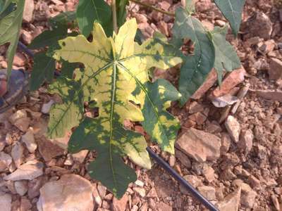 Leaf Variegation - Papaya