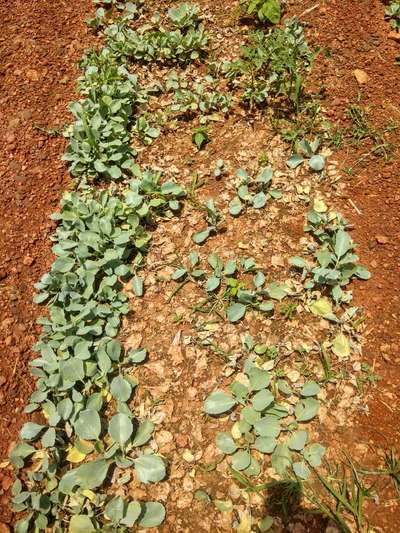 ಸಸಿ ಸಾಯುವ ರೋಗ (ಡ್ಯಾಂಪಿಂಗ್ ಆಫ್) - ಎಲೆಕೋಸು