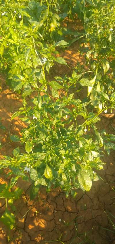 Chilli Leaf Curl Virus - Capsicum & Chilli